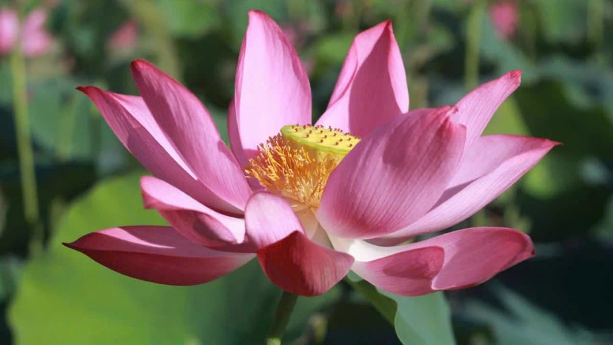 The Buddhist Middle Way (Majjhimāpaṭipadā) from the Perspectives of the Noble Eightfold Path and Dependent Origination (2026)